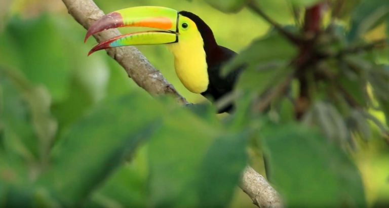 chiquibul-national-park-belize-destiny-tours-video-cover