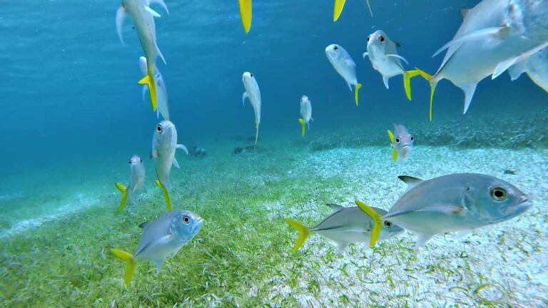 photo of fishes seen whilst snorkeling in belize